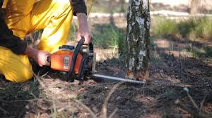 Best Tree Trimming and Pruning  in Ketchum, ID