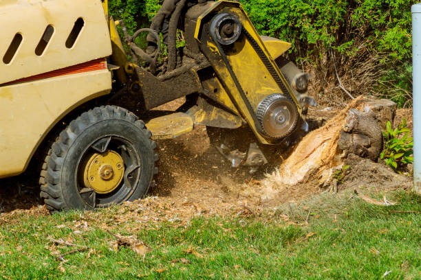  Ketchum, ID Tree Care Services Pros