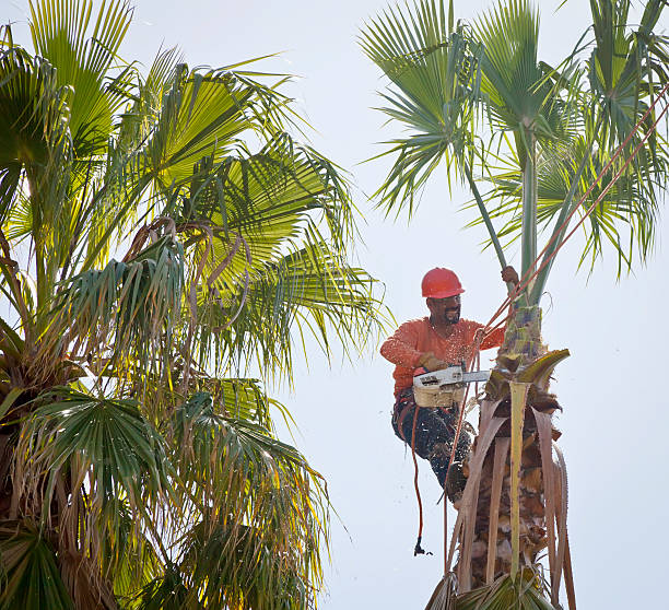 Best Arborist Consultation Services  in Ketchum, ID