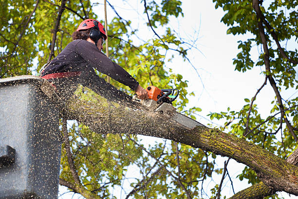 Professional Tree Care Services in Ketchum, ID